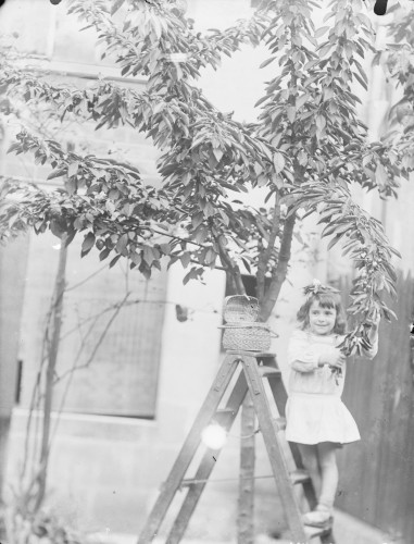Fotografia czarno-biała, portret całej postaci, uśmiechnięta dziewczynka, stoi na ostatnim szczeblu drabiny, sięga do koszyczka, w rękach trzyma gałąź drzewa owocowego. Włosy do ramion, z grzywką, we włosach kokarda. W tle ściana budynku i ogrodzenie.