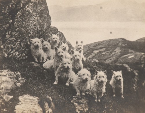Jedenaście psów rasy rasy west highland white terrier stoi na kamiennym wzgórzu, w tle znajdują się góry