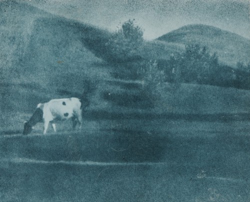 Krowa pasąca się na łące. 