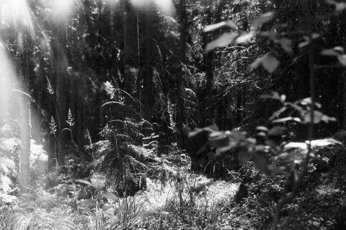 Fotografia czarno-biała przedstawiająca gęsty las.